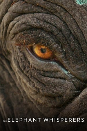 The Elephant Whisperers 2022 Dual Audio HDRip | Hindi Full Movie – 480p